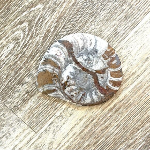 Snail  Ammonites fossil canvas print - Picture 2 of 8